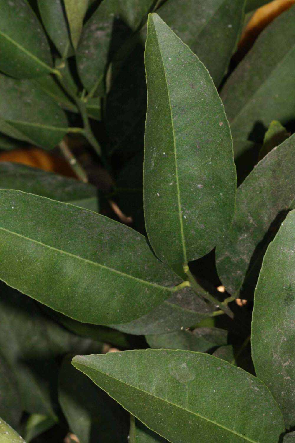              Shade leaves (Riverside, CA)       